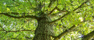 Ecosystem Tree